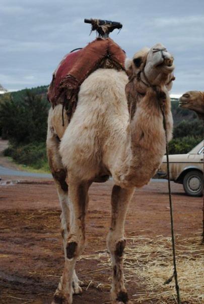 Riad Dar Selen Marrakesh Ngoại thất bức ảnh